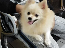 Dokter Hewan jogja Dr Lili